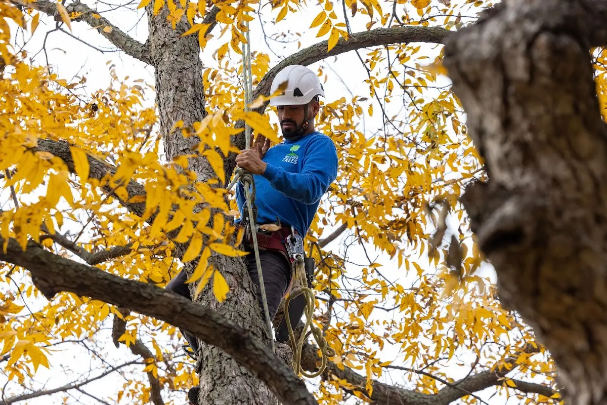 Skilled Tree Trimming crew working in White Hall