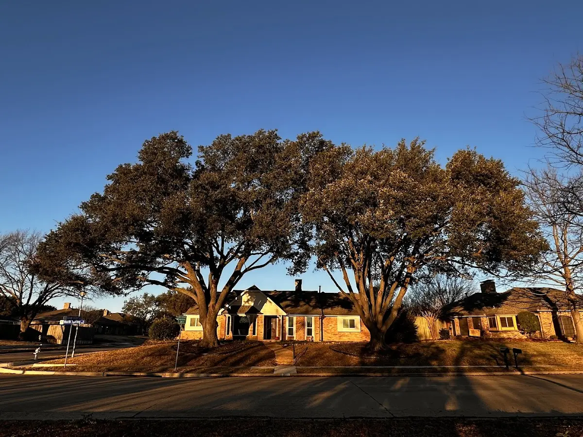 Established residential canopy tree shading a home in White Hall